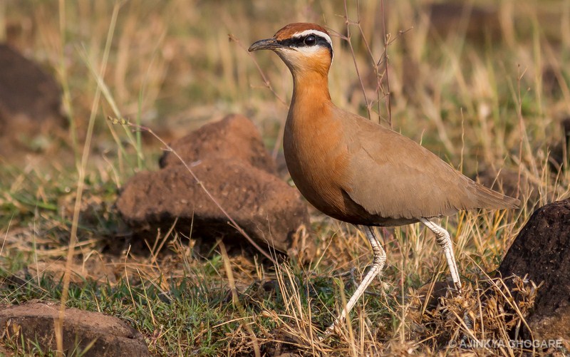 Indian Courser